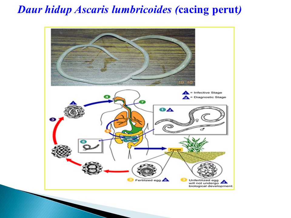 Siklus Hidup Ascaris Lumbricoides Berbagi Informasi 8283