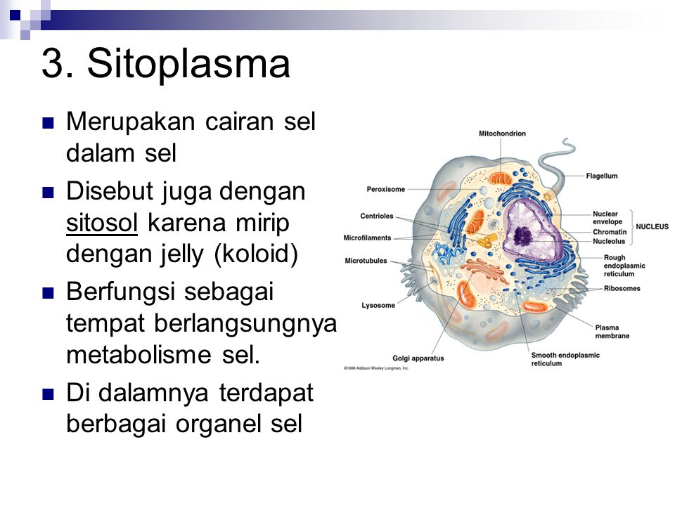 3. Sitoplasma Merupakan cairan sel dalam sel