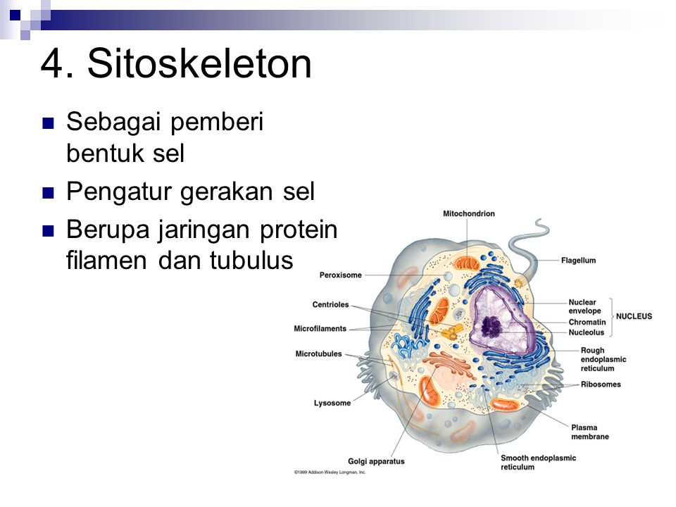4. Sitoskeleton Sebagai pemberi bentuk sel Pengatur gerakan sel