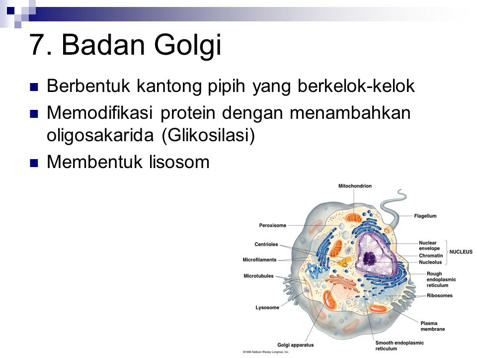 7. Badan Golgi Berbentuk kantong pipih yang berkelok-kelok