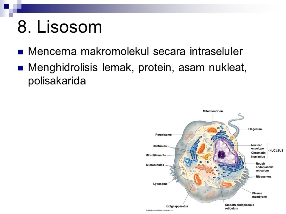 8. Lisosom Mencerna makromolekul secara intraseluler