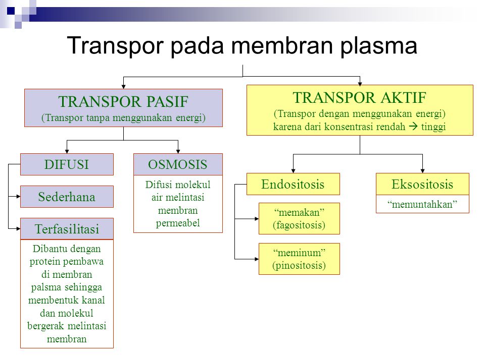 Transpor pada membran plasma