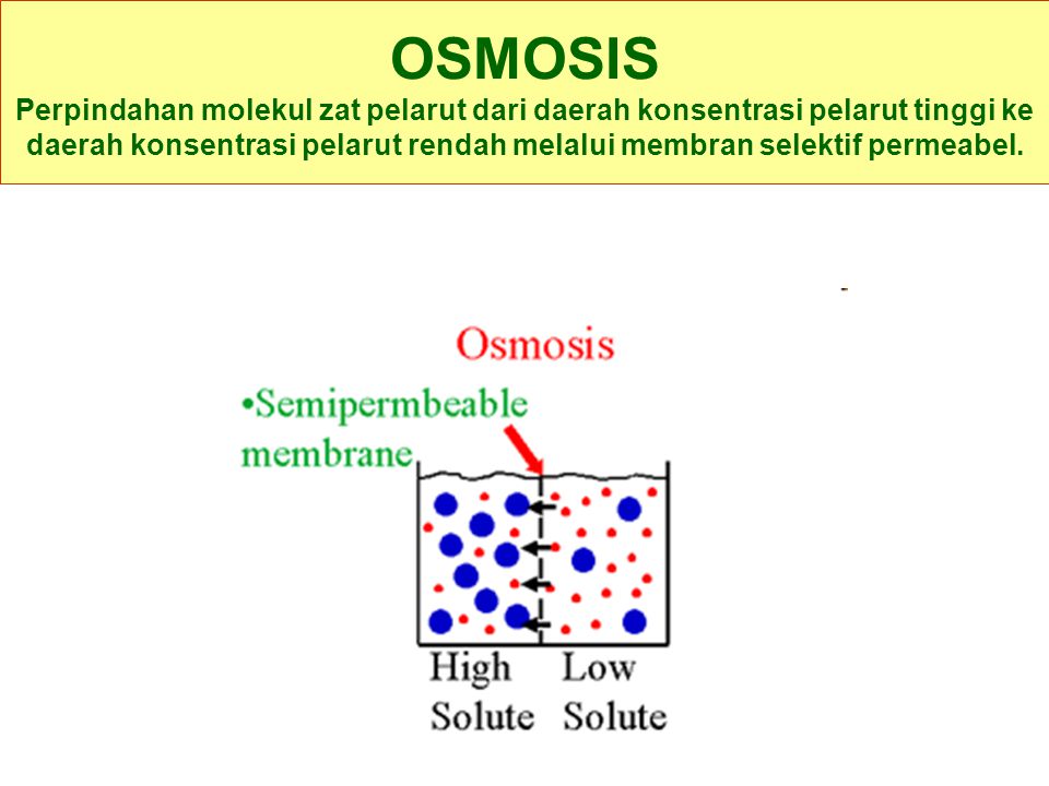 OSMOSIS Perpindahan molekul zat pelarut dari daerah konsentrasi pelarut tinggi ke daerah konsentrasi pelarut rendah melalui membran selektif permeabel.