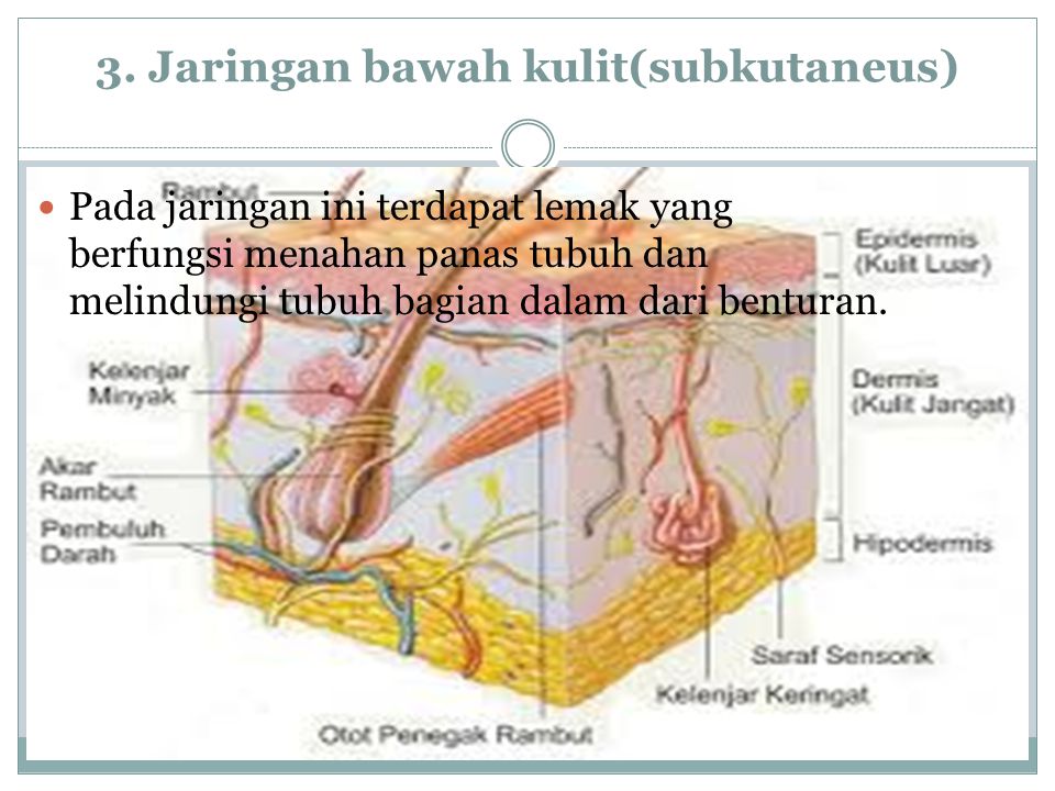 3. Jaringan bawah kulit(subkutaneus)