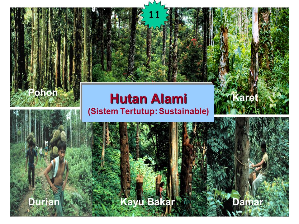 Hutan Alami (Sistem Tertutup: Sustainable)