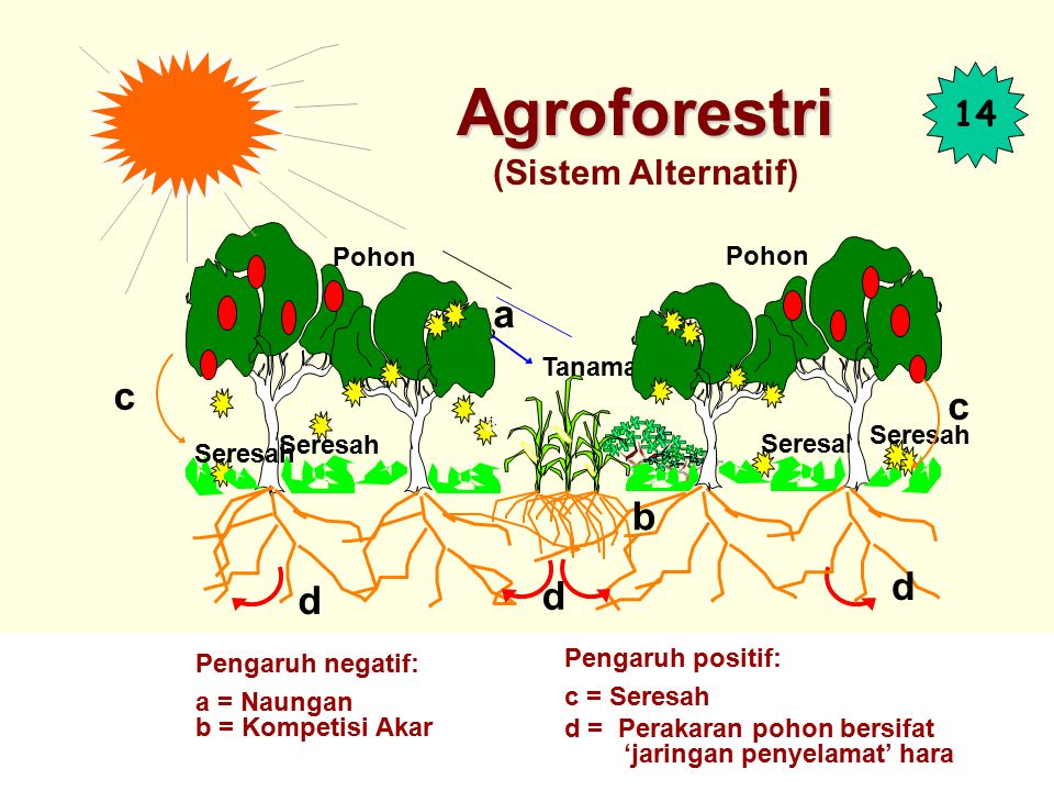 Agroforestri (Sistem Alternatif)