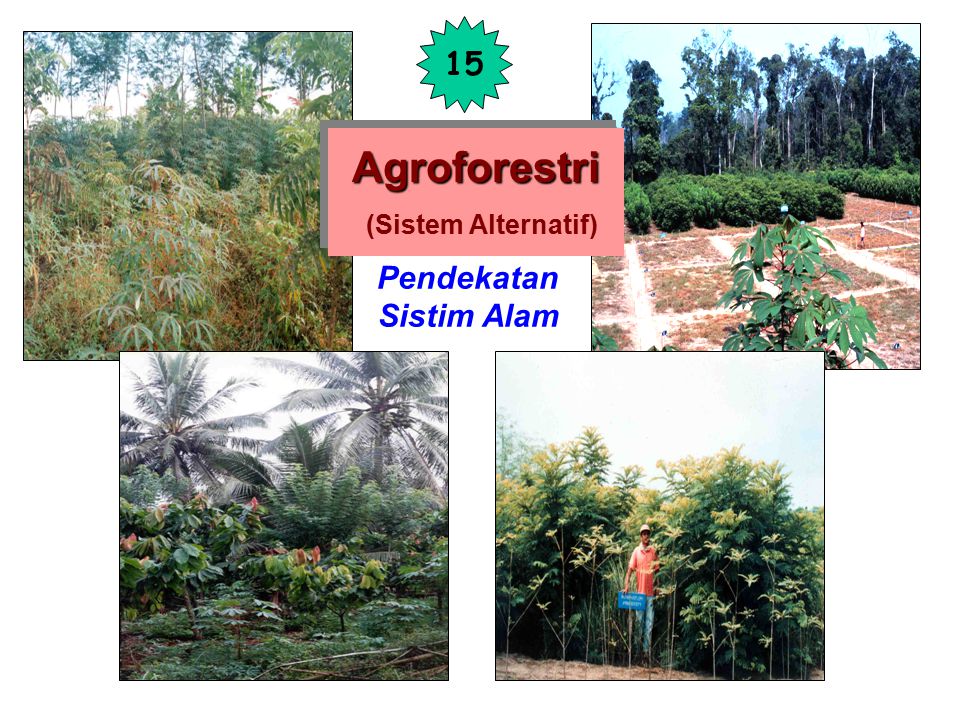 Agroforestri (Sistem Alternatif)