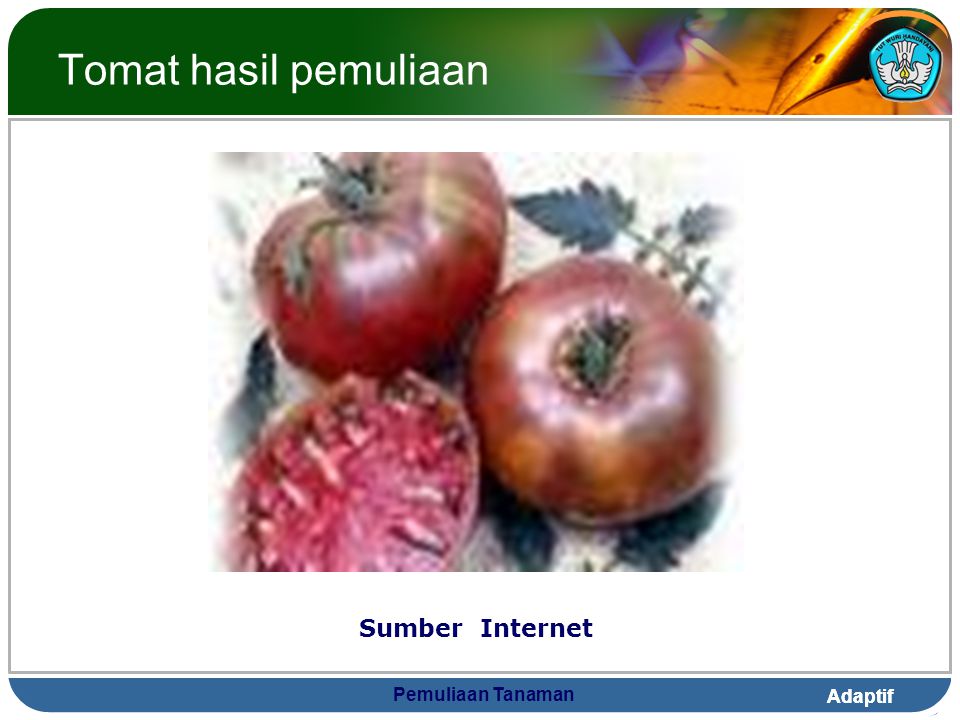 Tomat hasil pemuliaan Sumber Internet Pemuliaan Tanaman