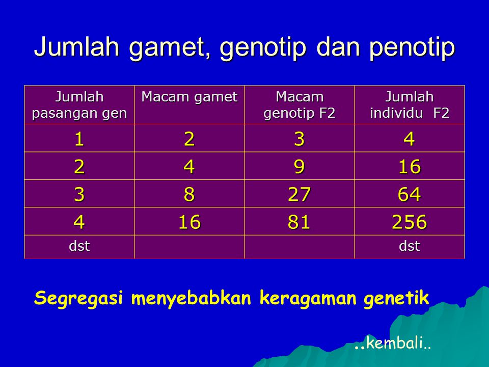 Jumlah gamet, genotip dan penotip
