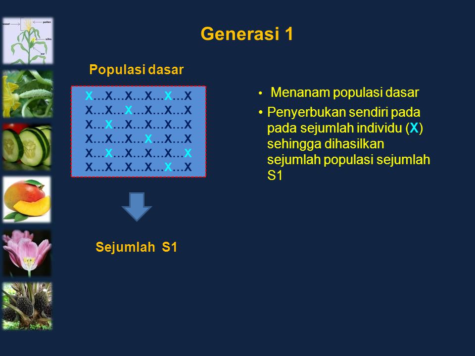 Generasi 1 Populasi dasar