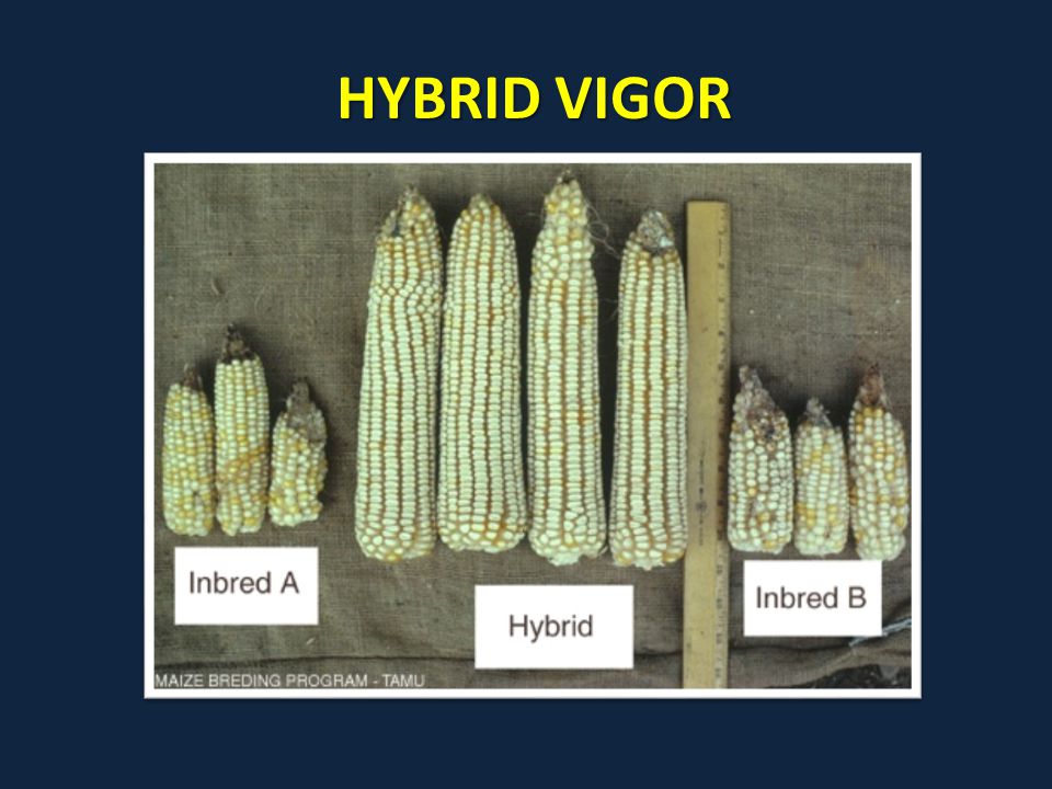 HYBRID VIGOR