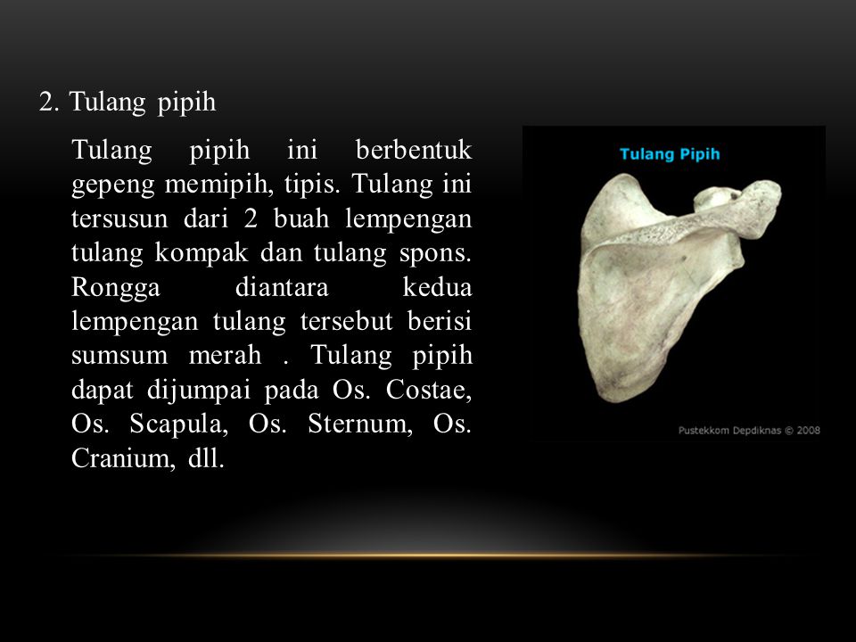 2. Tulang pipih