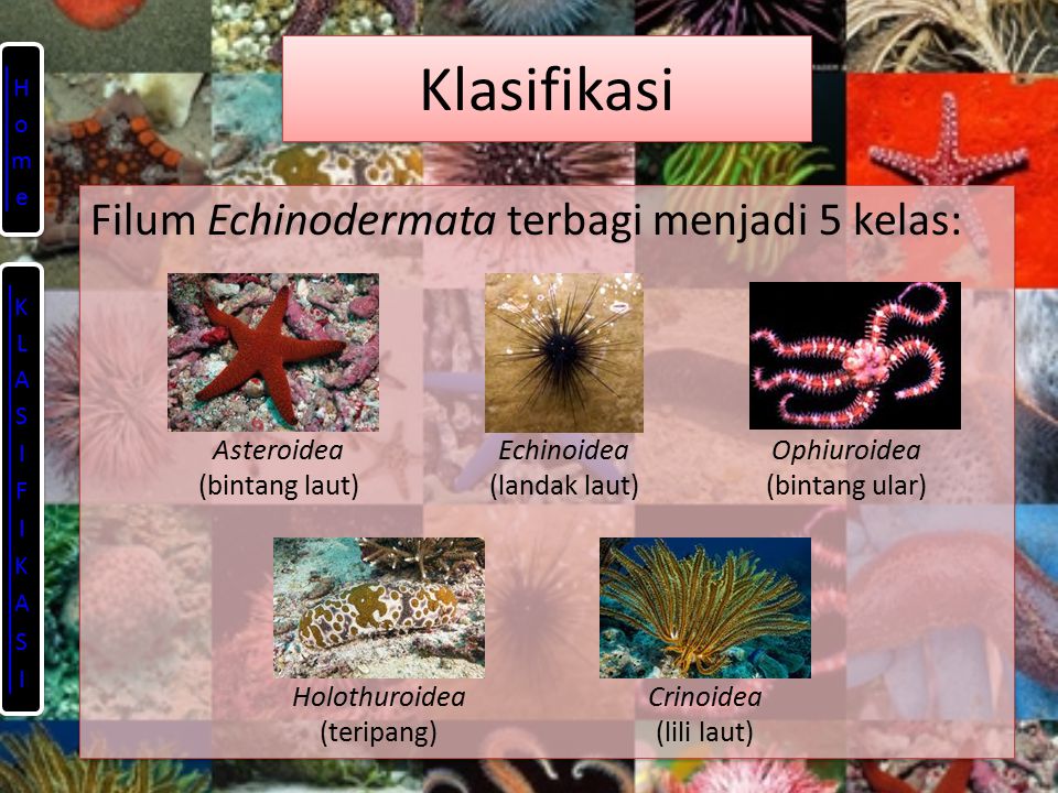 980 Gambar Hewan Kelas Echinodermata Gratis Terbaru