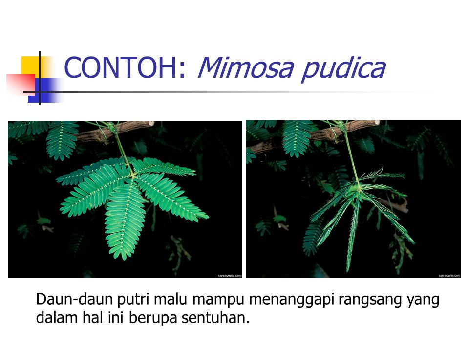 CONTOH: Mimosa pudica Daun-daun putri malu mampu menanggapi rangsang yang dalam hal ini berupa sentuhan.