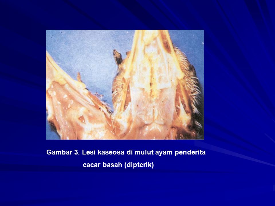 Gambar 3. Lesi kaseosa di mulut ayam penderita