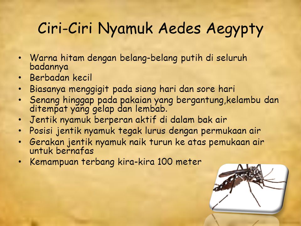 Ciri-Ciri Nyamuk Aedes Aegypty