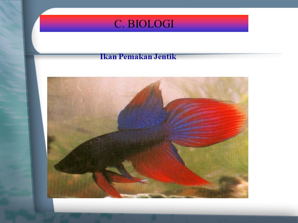 C. BIOLOGI Ikan Pemakan Jentik