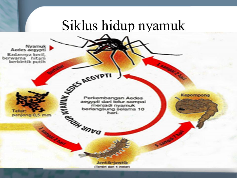 Siklus hidup nyamuk