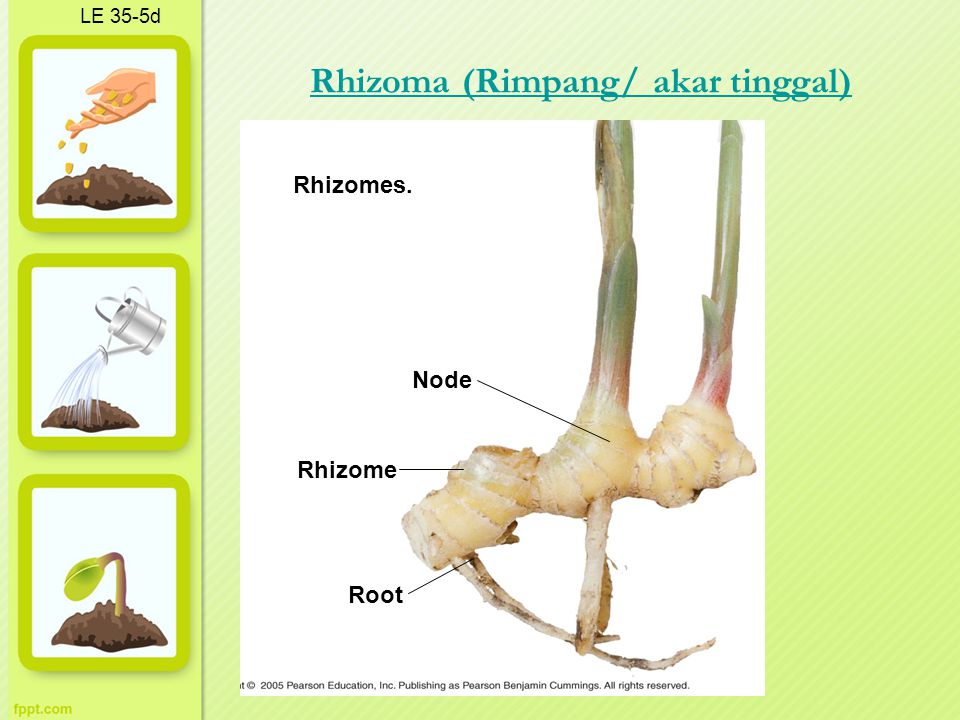 Rhizoma (Rimpang/ akar tinggal)