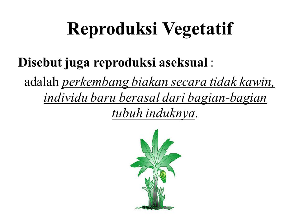 Reproduksi Vegetatif