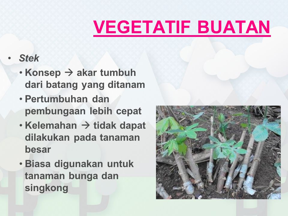 VEGETATIF BUATAN Stek Konsep  akar tumbuh dari batang yang ditanam