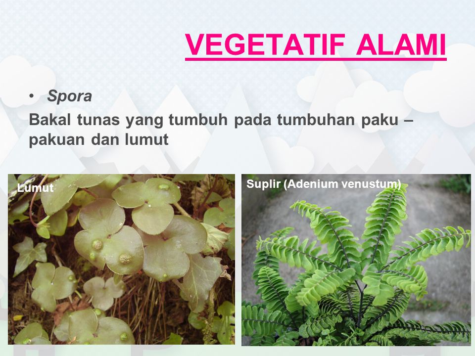 VEGETATIF ALAMI Spora. Bakal tunas yang tumbuh pada tumbuhan paku – pakuan dan lumut. Suplir (Adenium venustum)