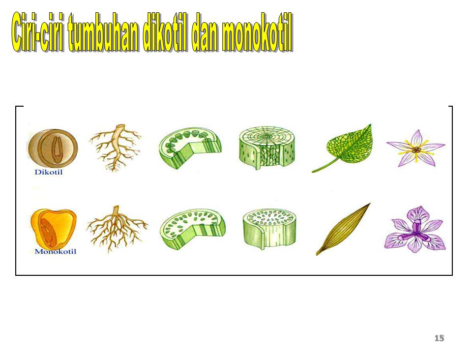 Ciri-ciri tumbuhan dikotil dan monokotil