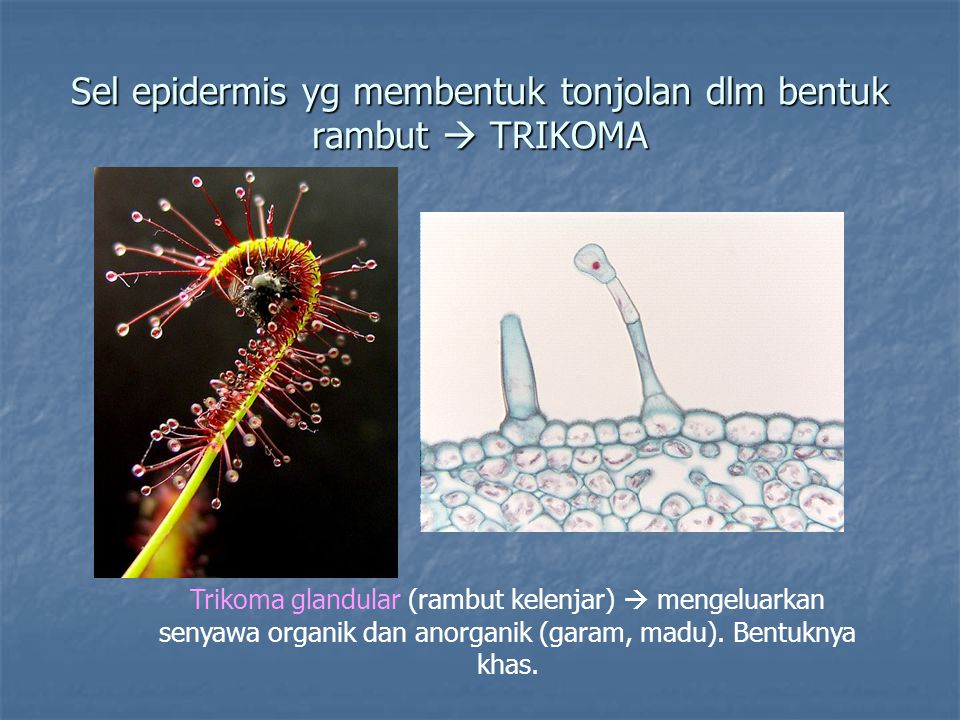 Sel epidermis yg membentuk tonjolan dlm bentuk rambut  TRIKOMA