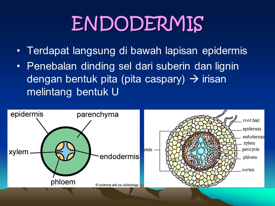 ENDODERMIS Terdapat langsung di bawah lapisan epidermis