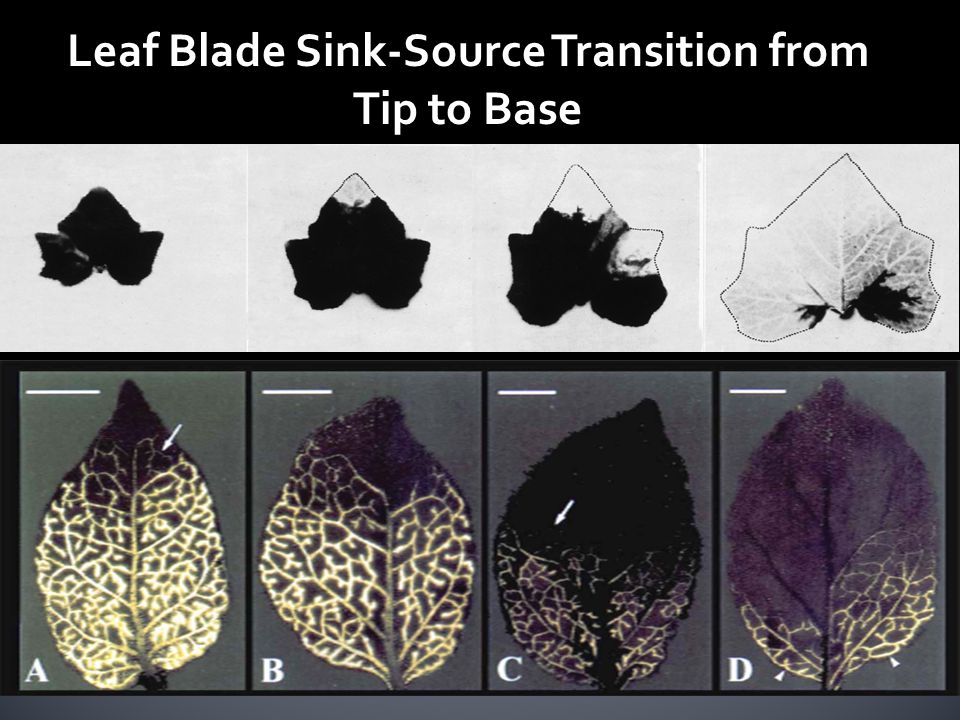 Leaf Blade Sink-Source Transition from Tip to Base