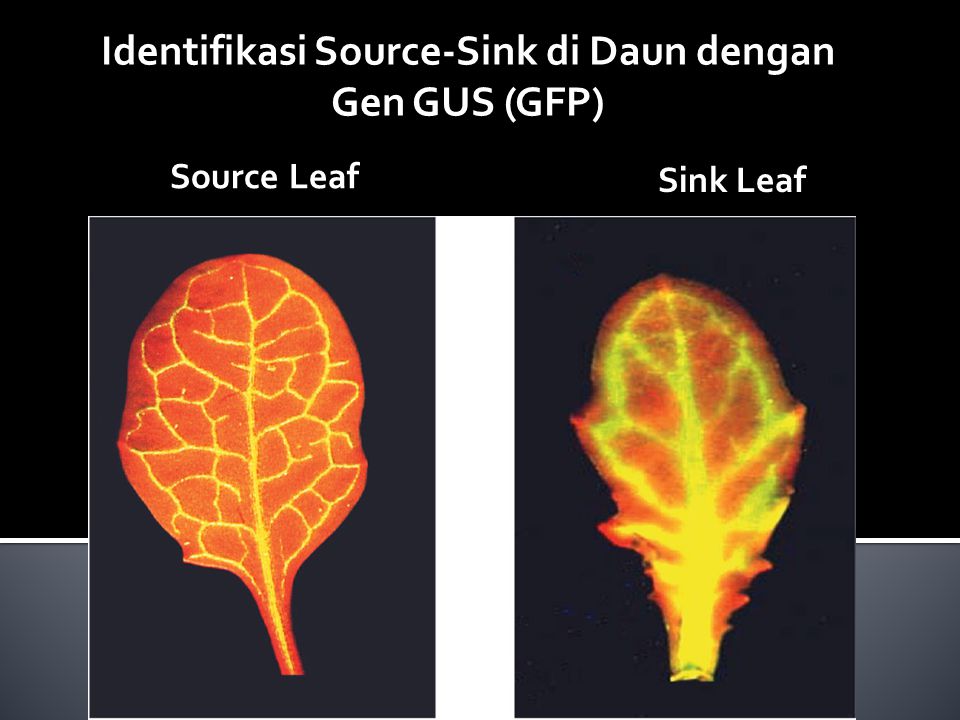 Identifikasi Source-Sink di Daun dengan Gen GUS (GFP)