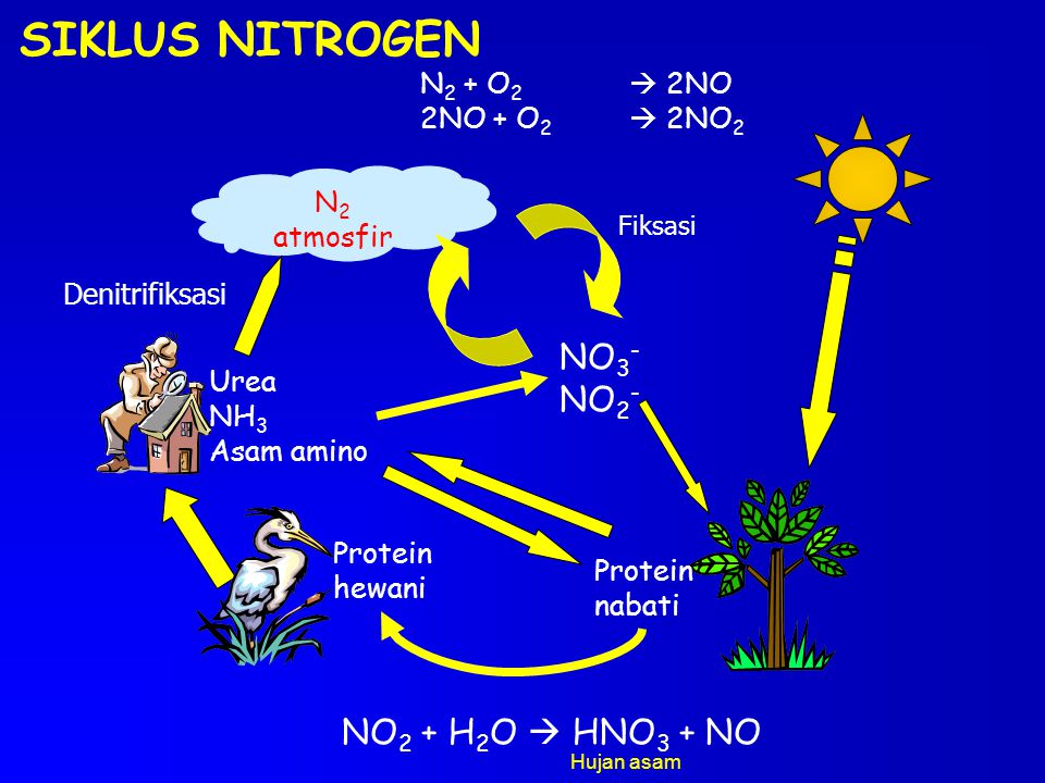 SIKLUS NITROGEN NO3- NO2- NO2 + H2O  HNO3 + NO N2 + O2  2NO