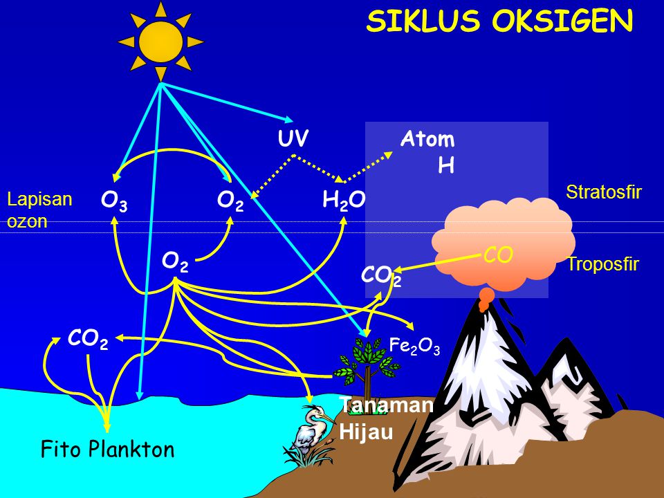 SIKLUS OKSIGEN UV CO Atom H O3 O2 H2O O2 CO2 CO2 Tanaman Hijau