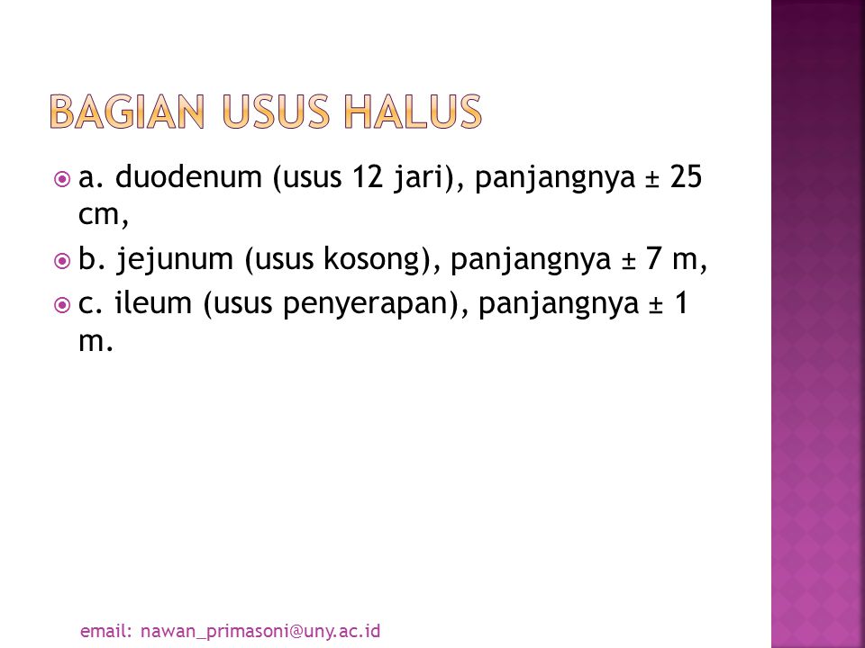 Bagian usus halus a. duodenum (usus 12 jari), panjangnya ± 25 cm,