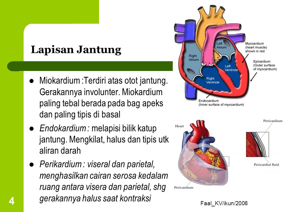 Lapisan Jantung Miokardium :Terdiri atas otot jantung. Gerakannya involunter. Miokardium paling tebal berada pada bag apeks dan paling tipis di basal.
