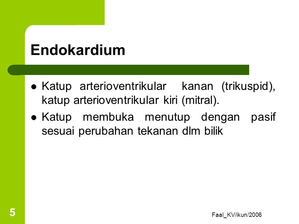 Endokardium Katup arterioventrikular kanan (trikuspid), katup arterioventrikular kiri (mitral).
