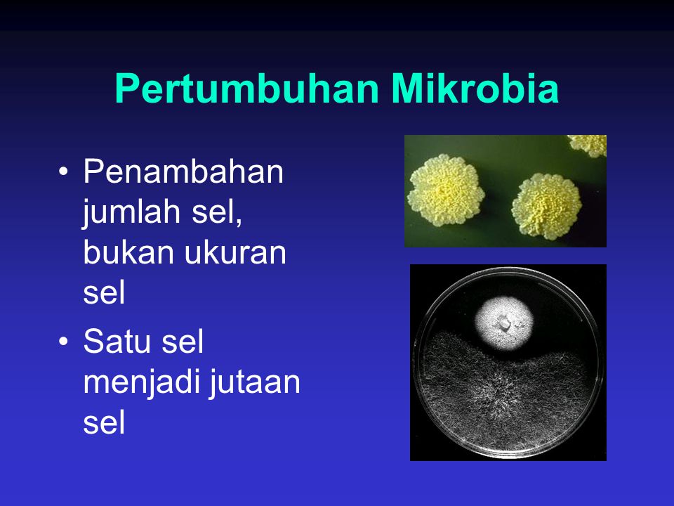 Pertumbuhan Mikrobia Penambahan jumlah sel, bukan ukuran sel