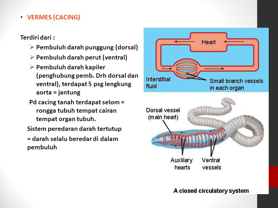 VERMES (CACING) Terdiri dari : Pembuluh darah punggung (dorsal) Pembuluh darah perut (ventral)