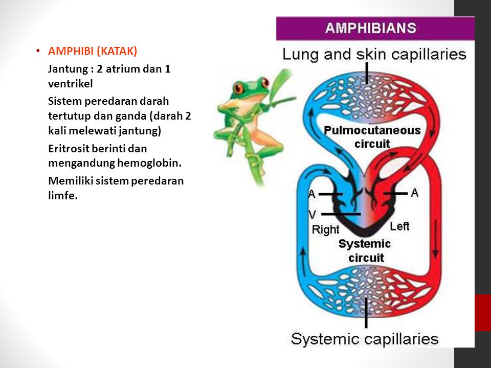 AMPHIBI (KATAK) Jantung : 2 atrium dan 1 ventrikel. Sistem peredaran darah tertutup dan ganda (darah 2 kali melewati jantung)