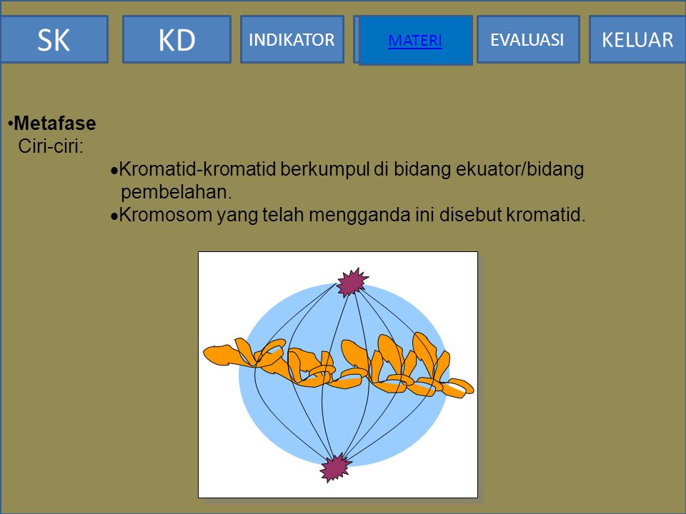 Kromatid-kromatid berkumpul di bidang ekuator/bidang pembelahan.
