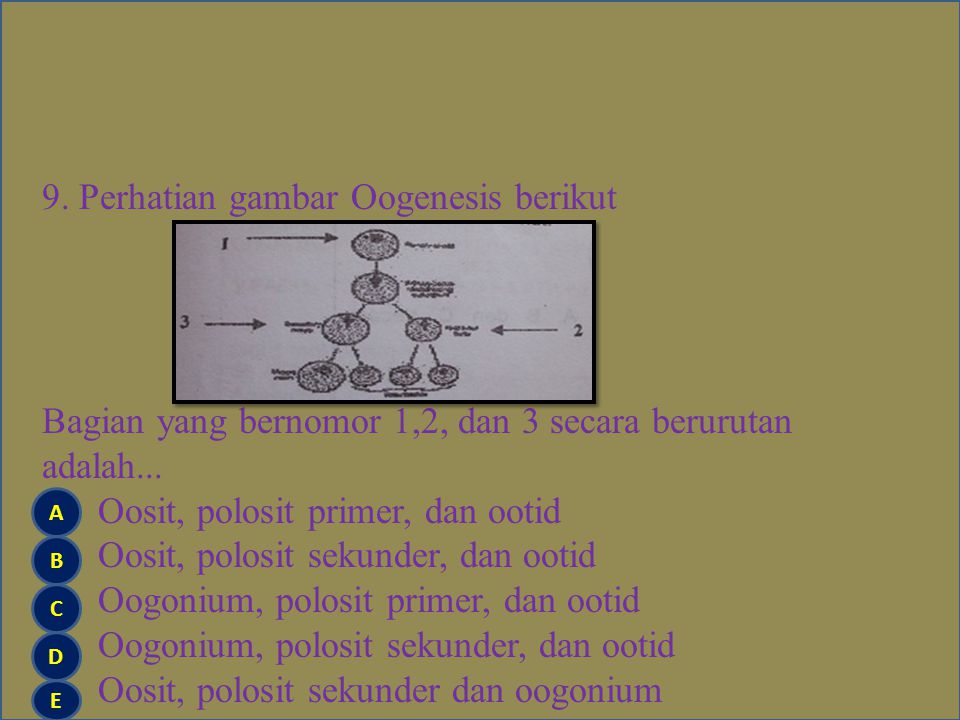 9. Perhatian gambar Oogenesis berikut Bagian yang bernomor 1,2, dan 3 secara berurutan adalah... Oosit, polosit primer, dan ootid Oosit, polosit sekunder, dan ootid Oogonium, polosit primer, dan ootid Oogonium, polosit sekunder, dan ootid Oosit, polosit sekunder dan oogonium