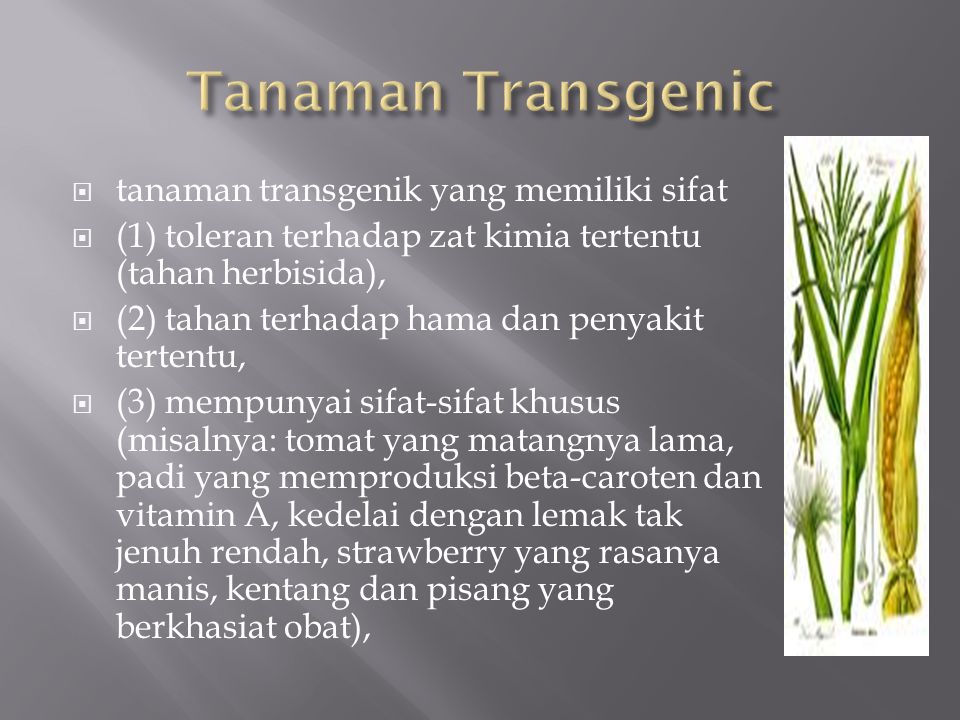 Tanaman Transgenic tanaman transgenik yang memiliki sifat