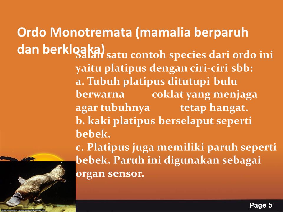Ordo Monotremata (mamalia berparuh dan berkloaka)