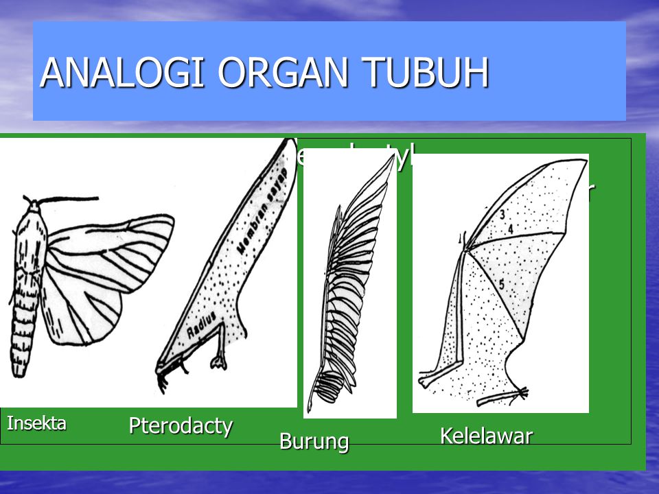 ANALOGI ORGAN TUBUH Pterodactyl Burung Kelelawar Pterodacty Kelelawar