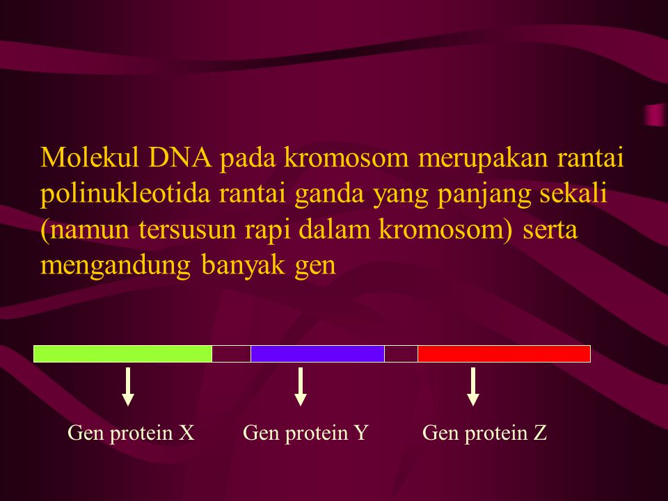 Molekul DNA pada kromosom merupakan rantai polinukleotida rantai ganda yang panjang sekali (namun tersusun rapi dalam kromosom) serta mengandung banyak gen