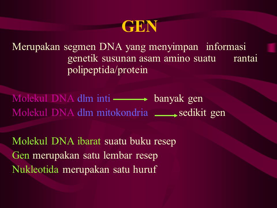 GEN Merupakan segmen DNA yang menyimpan informasi genetik susunan asam amino suatu rantai polipeptida/protein.