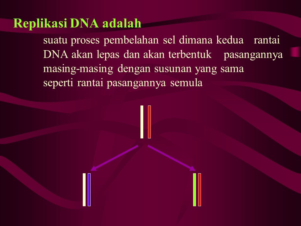Replikasi DNA adalah. suatu proses pembelahan sel dimana kedua. rantai