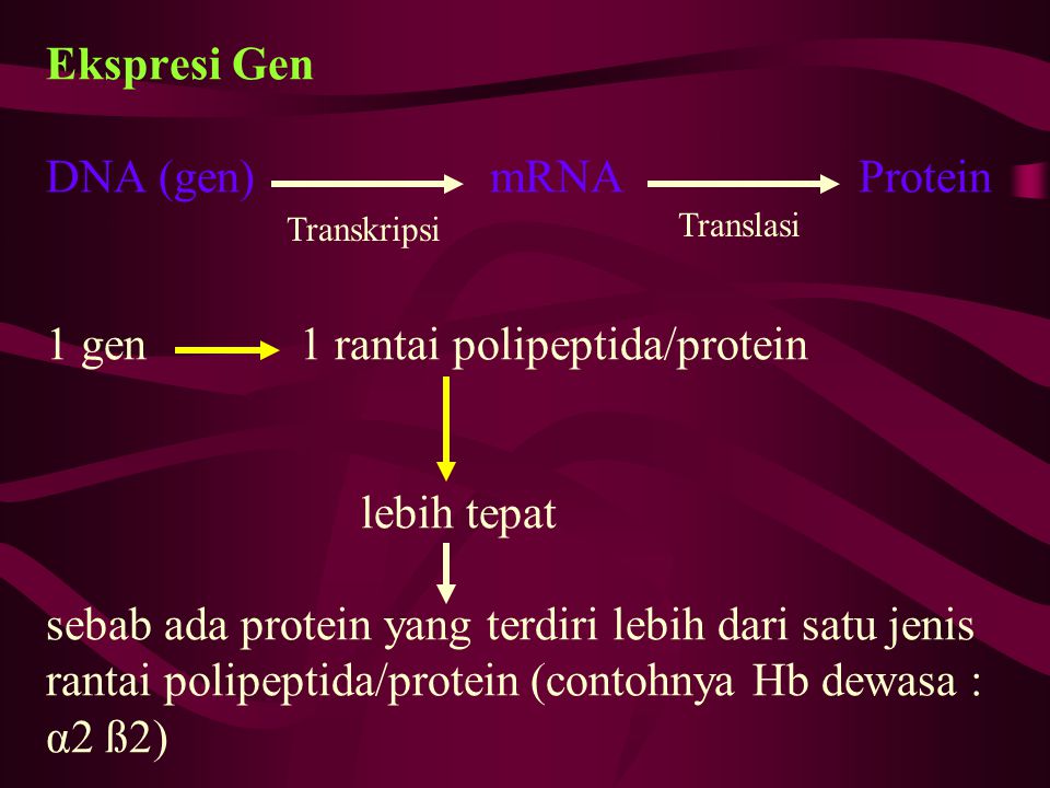 Ekspresi Gen DNA (gen) mRNA Protein 1 gen 1 rantai polipeptida/protein