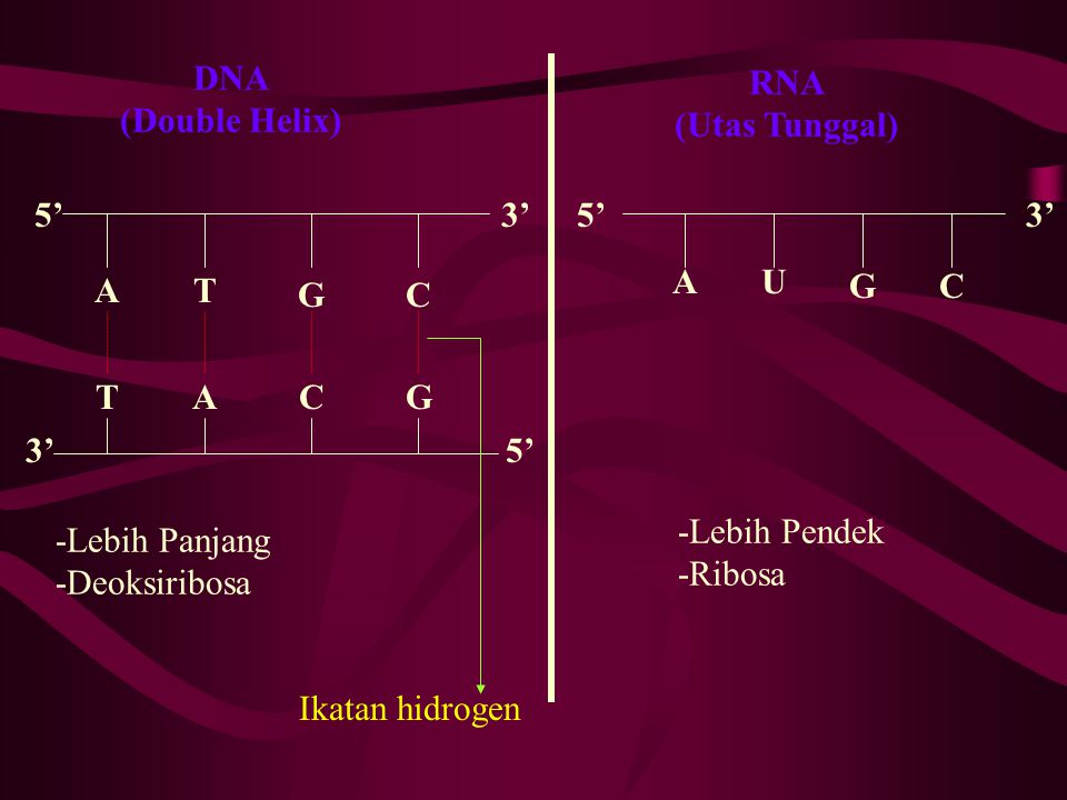 RNA (Utas Tunggal) DNA. (Double Helix) 5’ 3’ 5’ 3’ A. U. A. T. G. C. G. C. T. A. C.