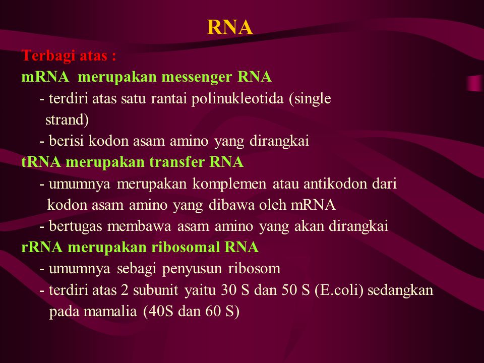 RNA Terbagi atas : mRNA merupakan messenger RNA